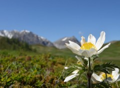  Nature Pulsatil des alpes