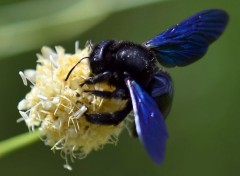  Animaux Abeille charpentière 