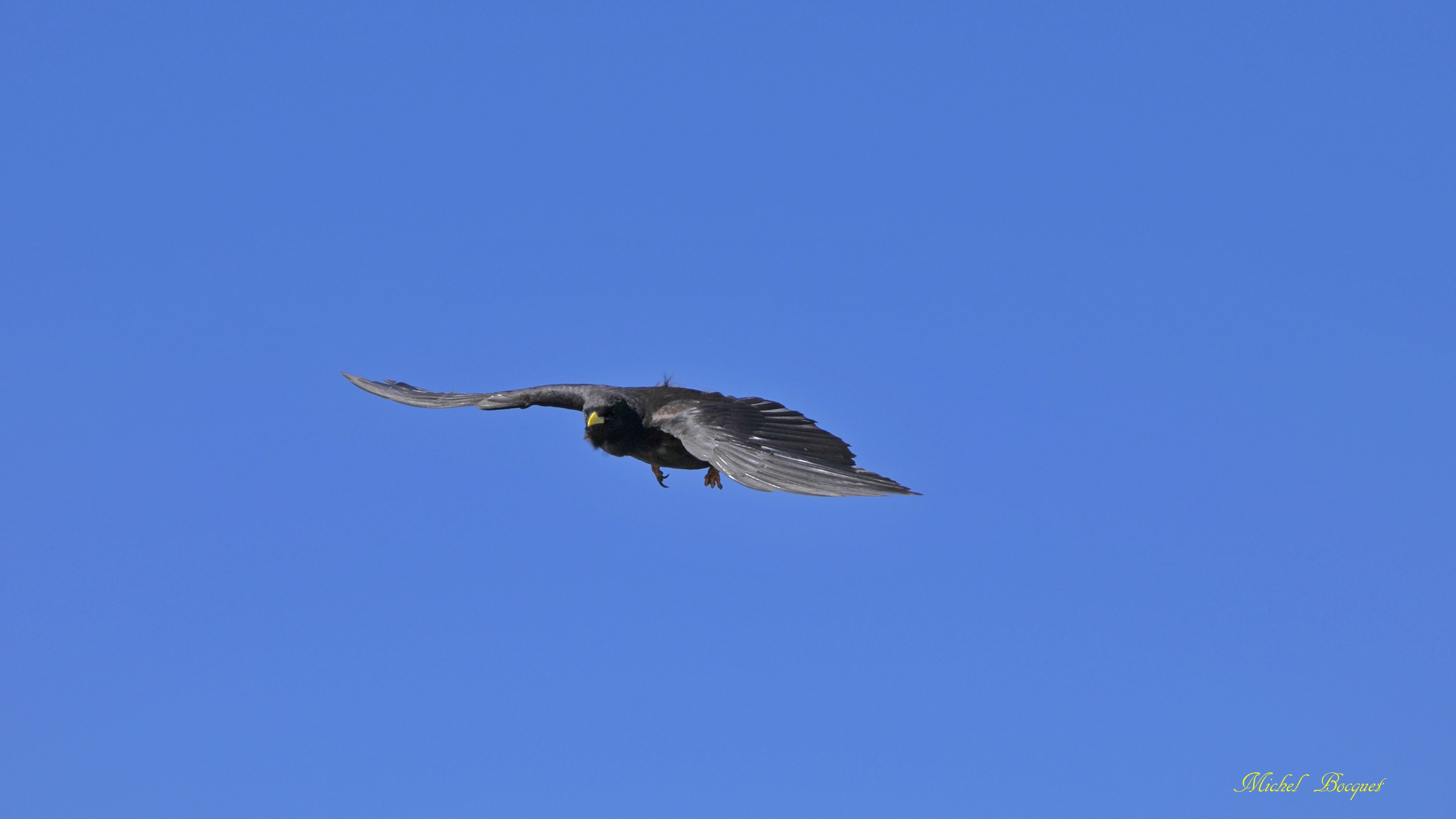 Fonds d'cran Animaux Oiseaux - Divers Vol de Choucas