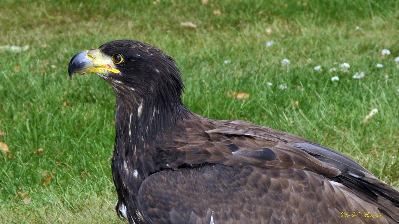 Fonds d'cran Animaux Oiseaux - Aigles Un aigle