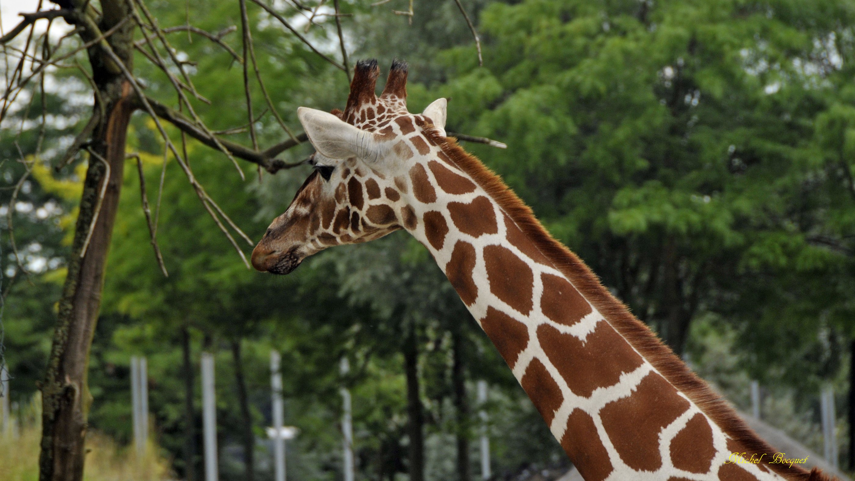 Fonds d'cran Animaux Girafes Girafe du zoo d'Amsterdam