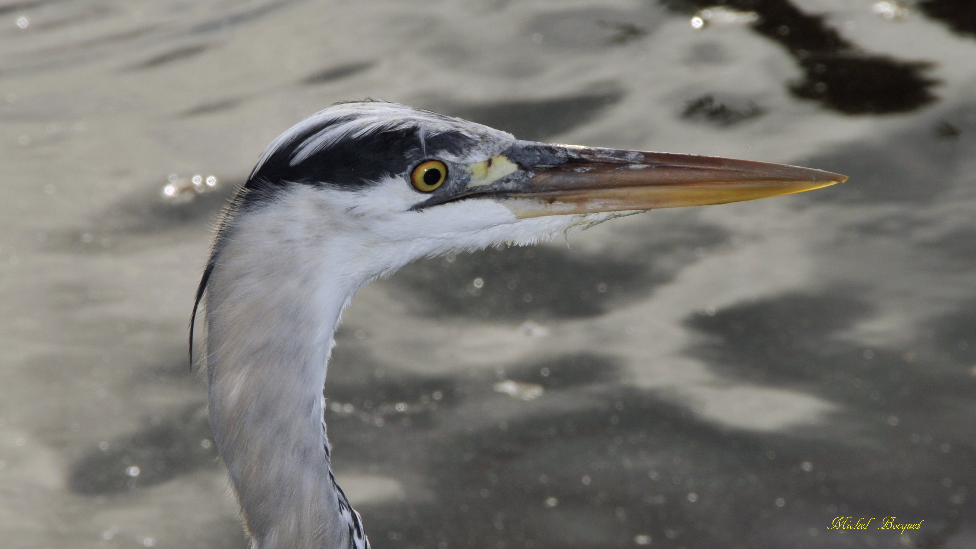 Fonds d'cran Animaux Oiseaux - Divers Tête d'oiseau