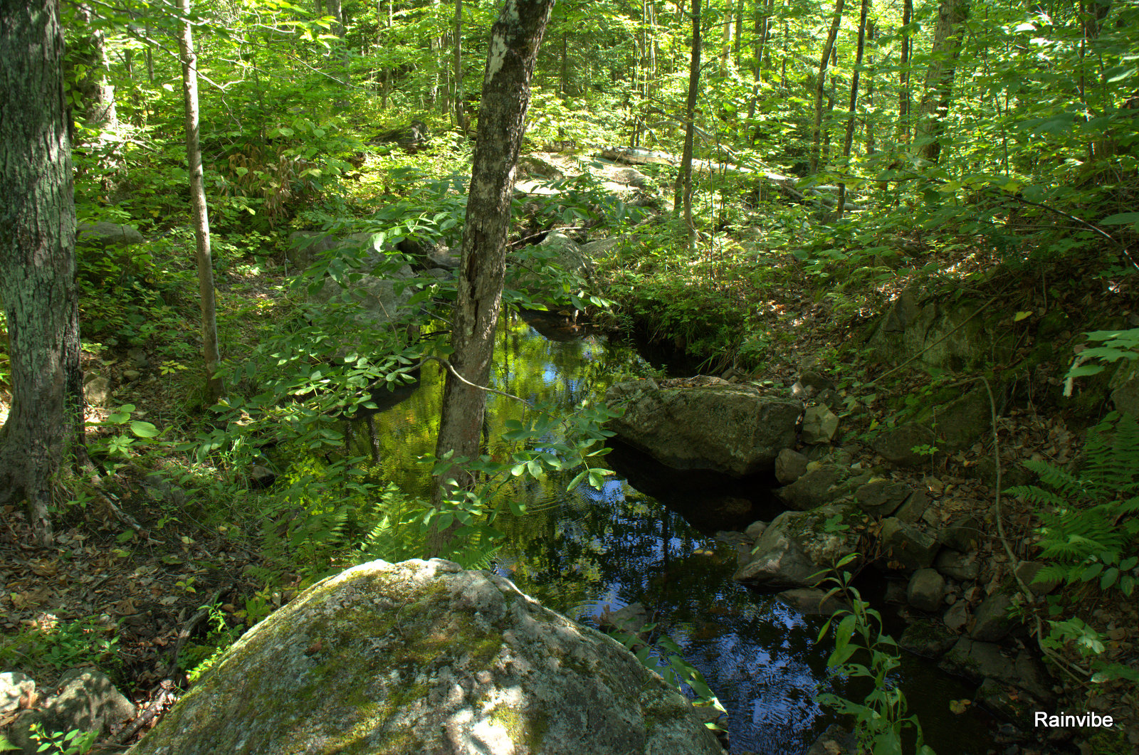 Wallpapers Nature Trees - Forests Lac de L'argile