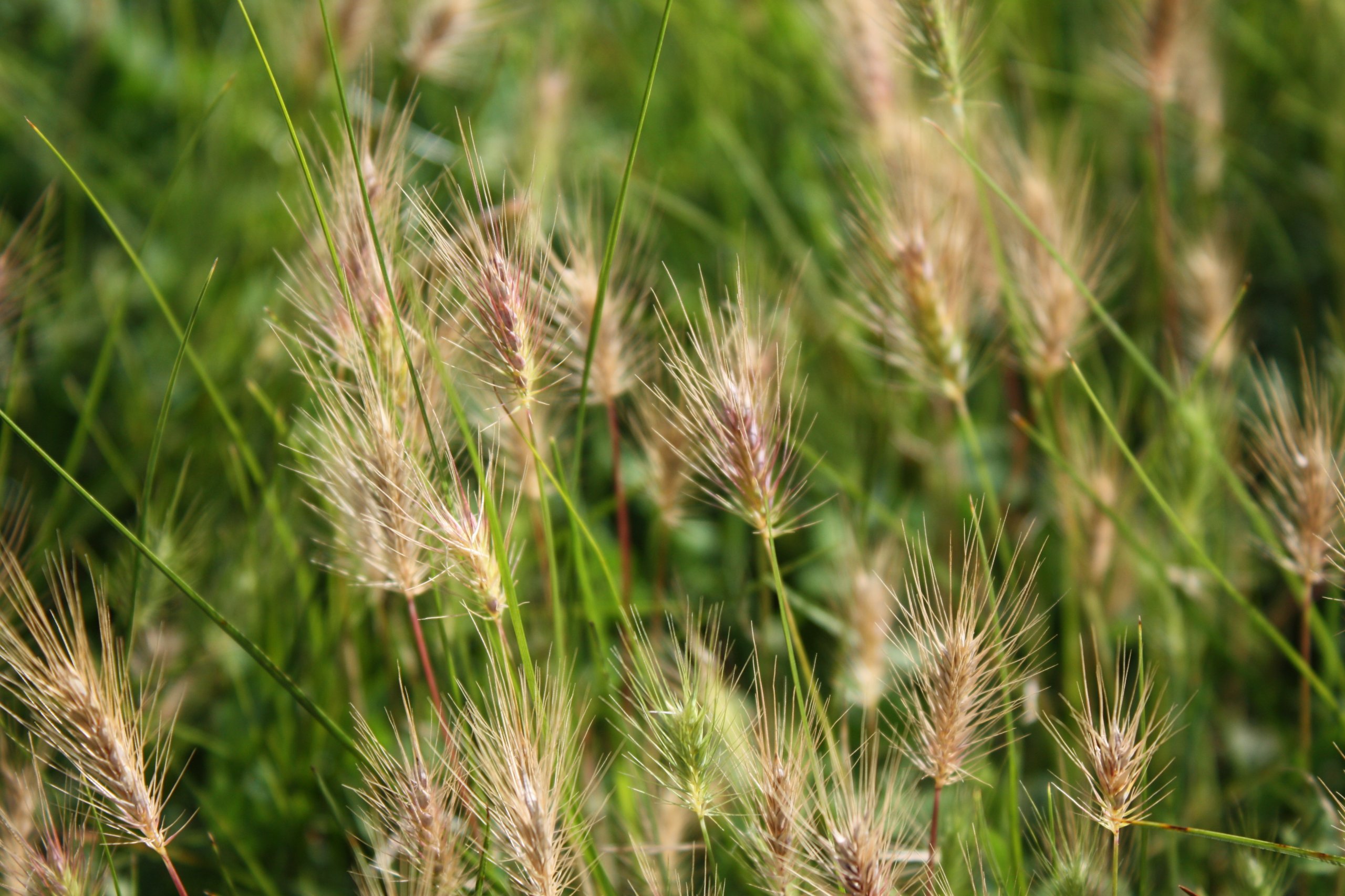 Fonds d'cran Nature Herbes Balade dans les Hautes herbes