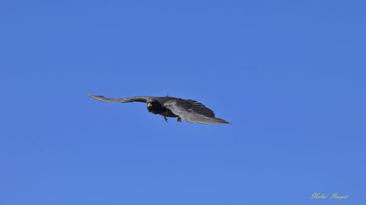 Fonds d'cran Animaux Oiseaux - Divers Vol de Choucas