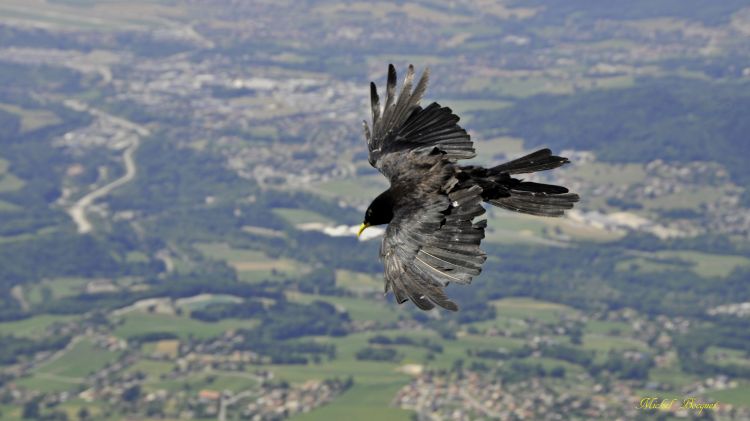 Fonds d'cran Animaux Oiseaux - Divers Vol de Choucas