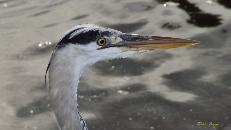 Fonds d'cran Animaux Oiseaux - Divers Tête d'oiseau