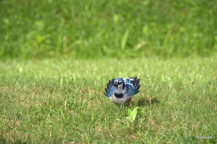 Fonds d'cran Animaux Oiseaux - Divers Lac de L'argile