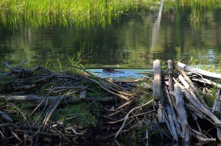 Fonds d'cran Nature Lacs - Etangs Lac de L'argile