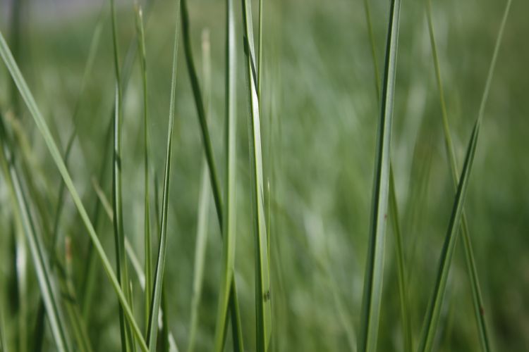 Fonds d'cran Nature Herbes Balade dans les Hautes herbes