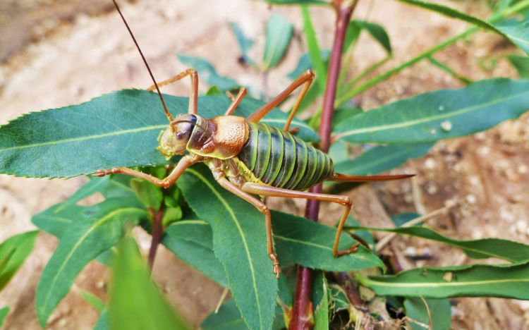 Fonds d'cran Animaux Insectes - Sauterelles et Criquets Sauterelle