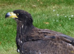  Animaux Un aigle