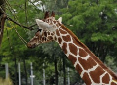  Animaux Girafe du zoo d'Amsterdam