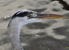  Animaux Tête d'oiseau