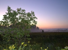  Nature Brume  Saint-Andr Avelin 