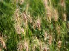  Nature Balade dans les Hautes herbes