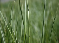  Nature Balade dans les Hautes herbes