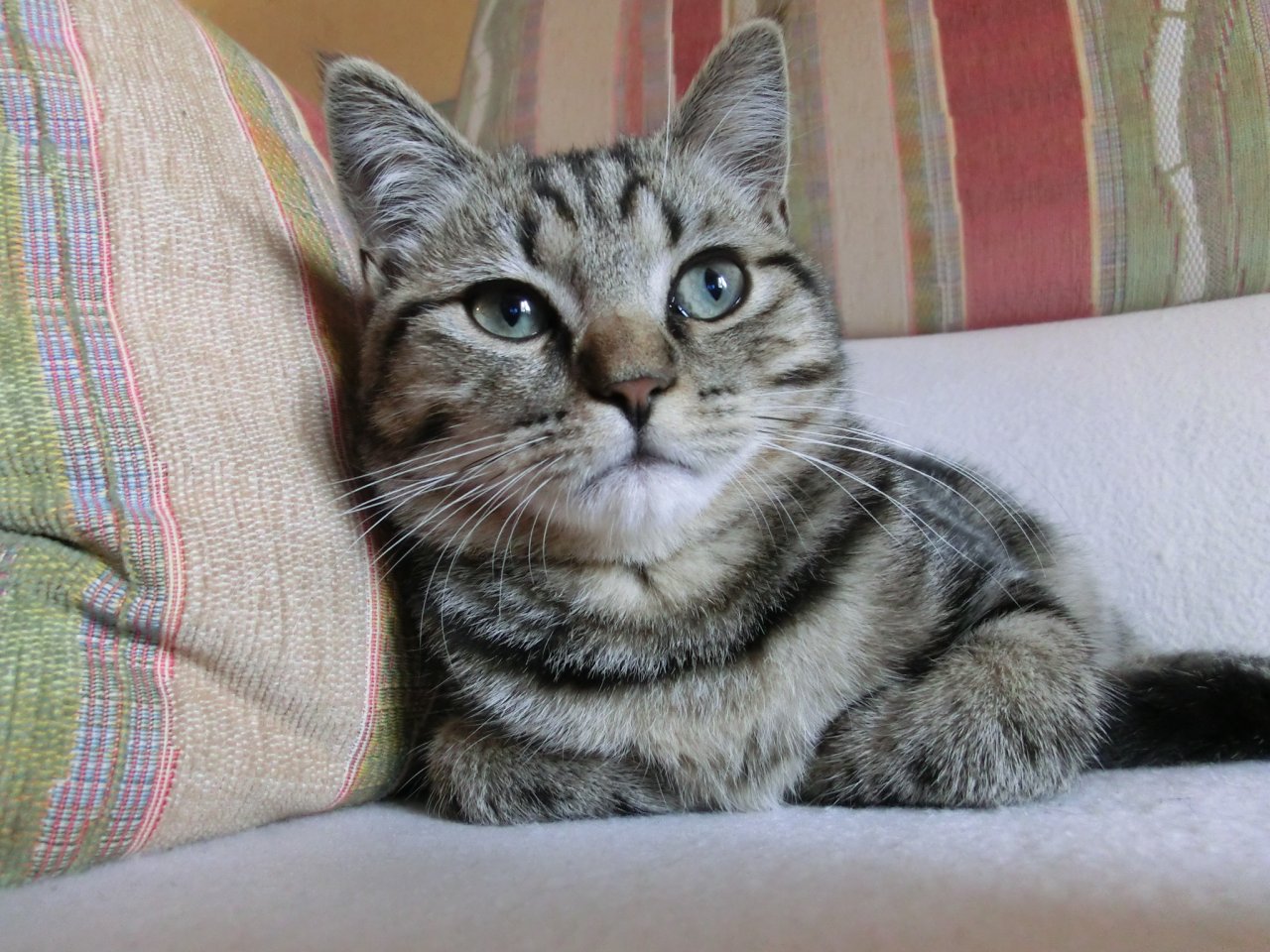 Fonds d'cran Animaux Chats - Chatons petit repos bien merite