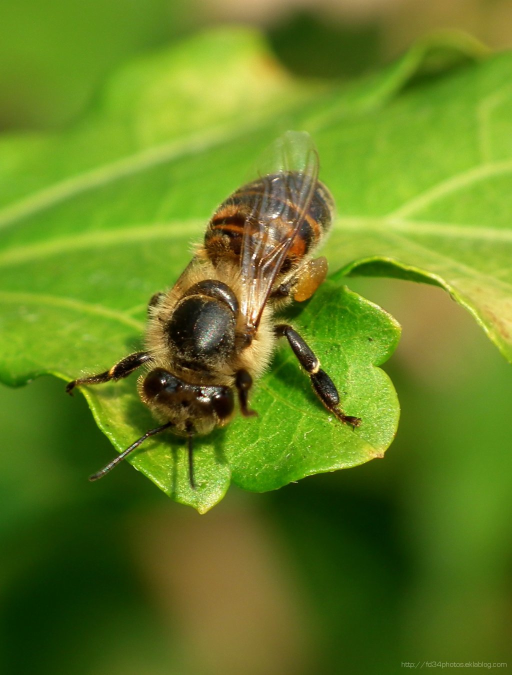 Fonds d'cran Animaux Insectes - Abeilles Gupes ... 