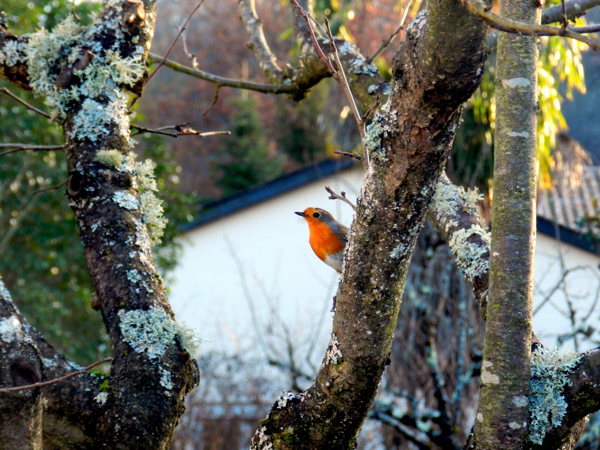 Fonds d'cran Animaux Oiseaux - Rougegorges Rouge gorge.