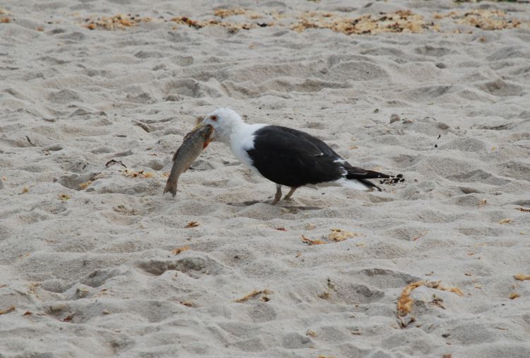 Fonds d'cran Animaux Oiseaux - Mouettes et Golands Plus grand yeux que grand ...