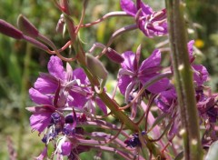  Nature fleurs