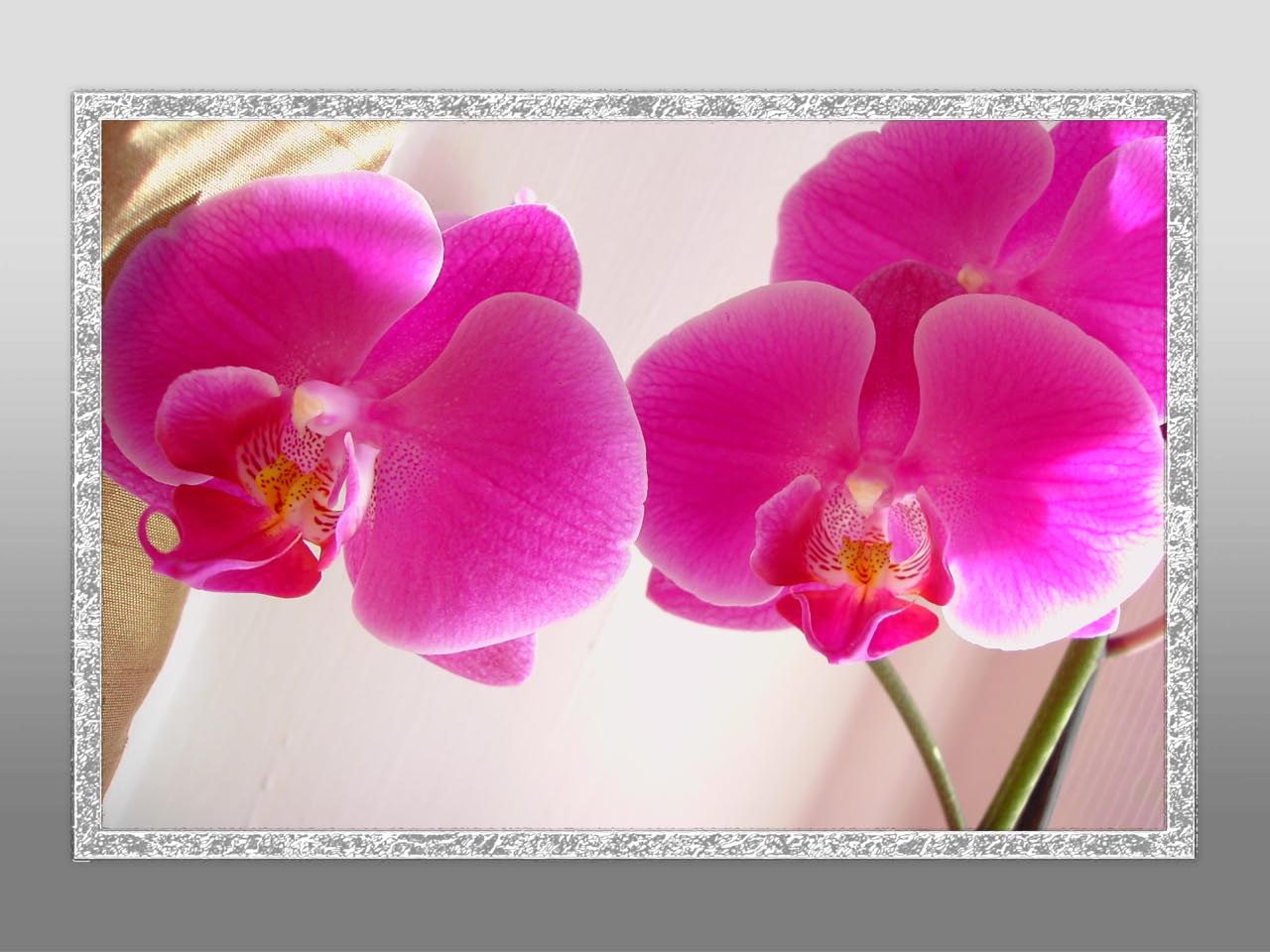 Wallpapers Nature Flowers orchidée