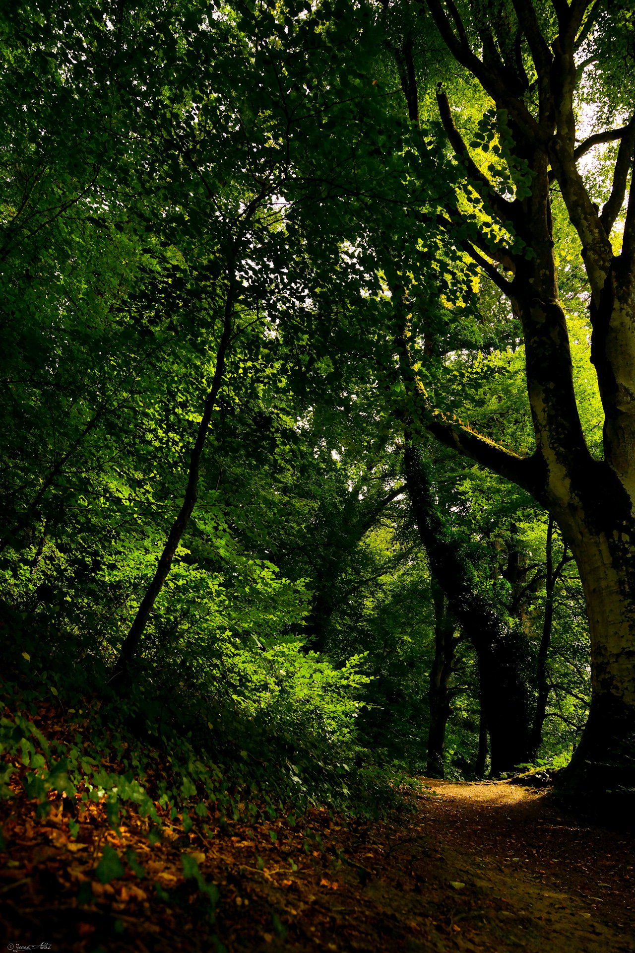 Wallpapers Nature Trees - Forests Green Life