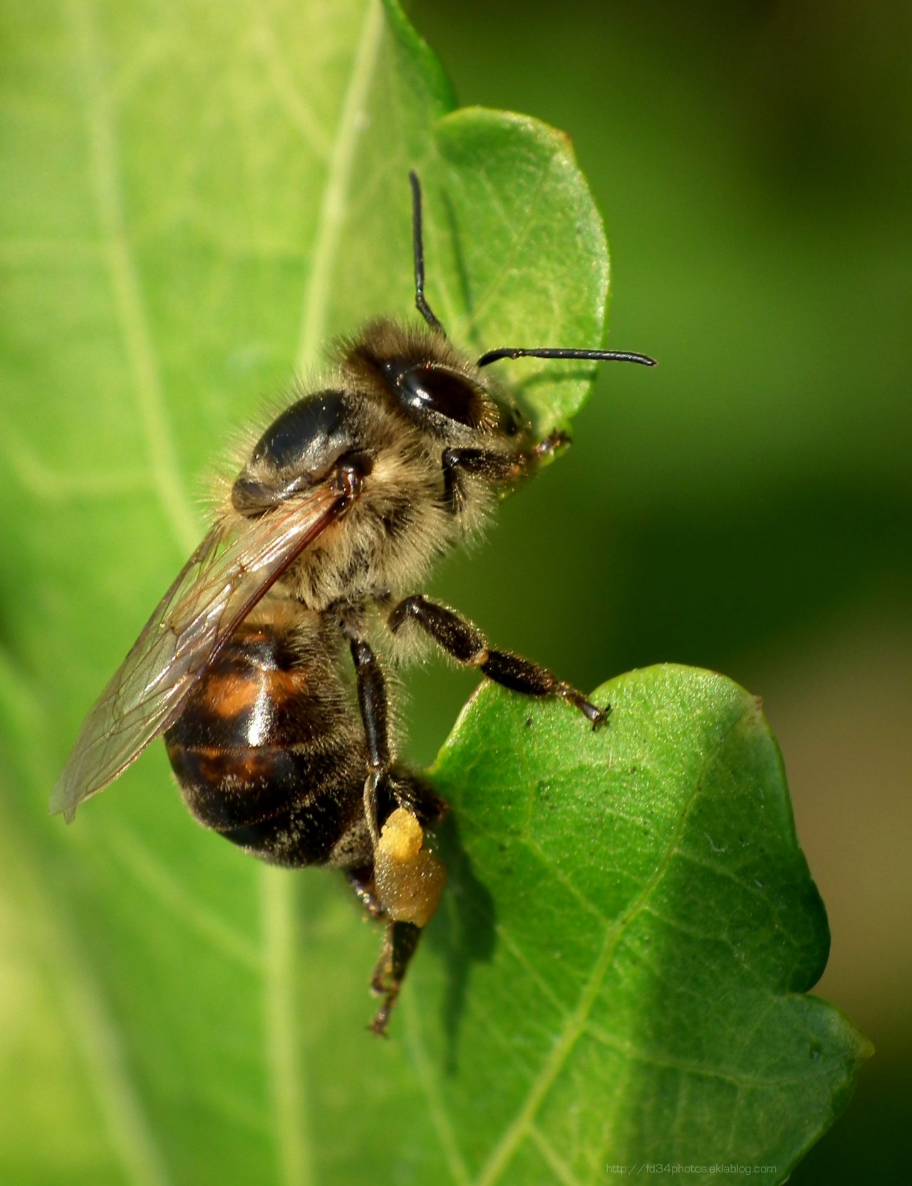 Fonds d'cran Animaux Insectes - Abeilles Gupes ... 