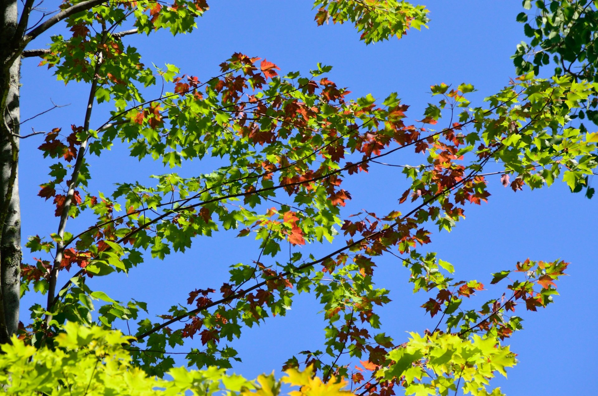 Wallpapers Nature Trees - Forests Lac de L'argile