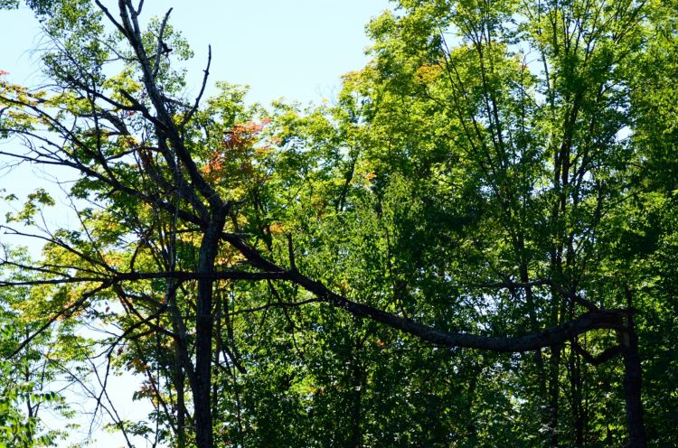 Fonds d'cran Nature Arbres - Forts Lac de L'argile