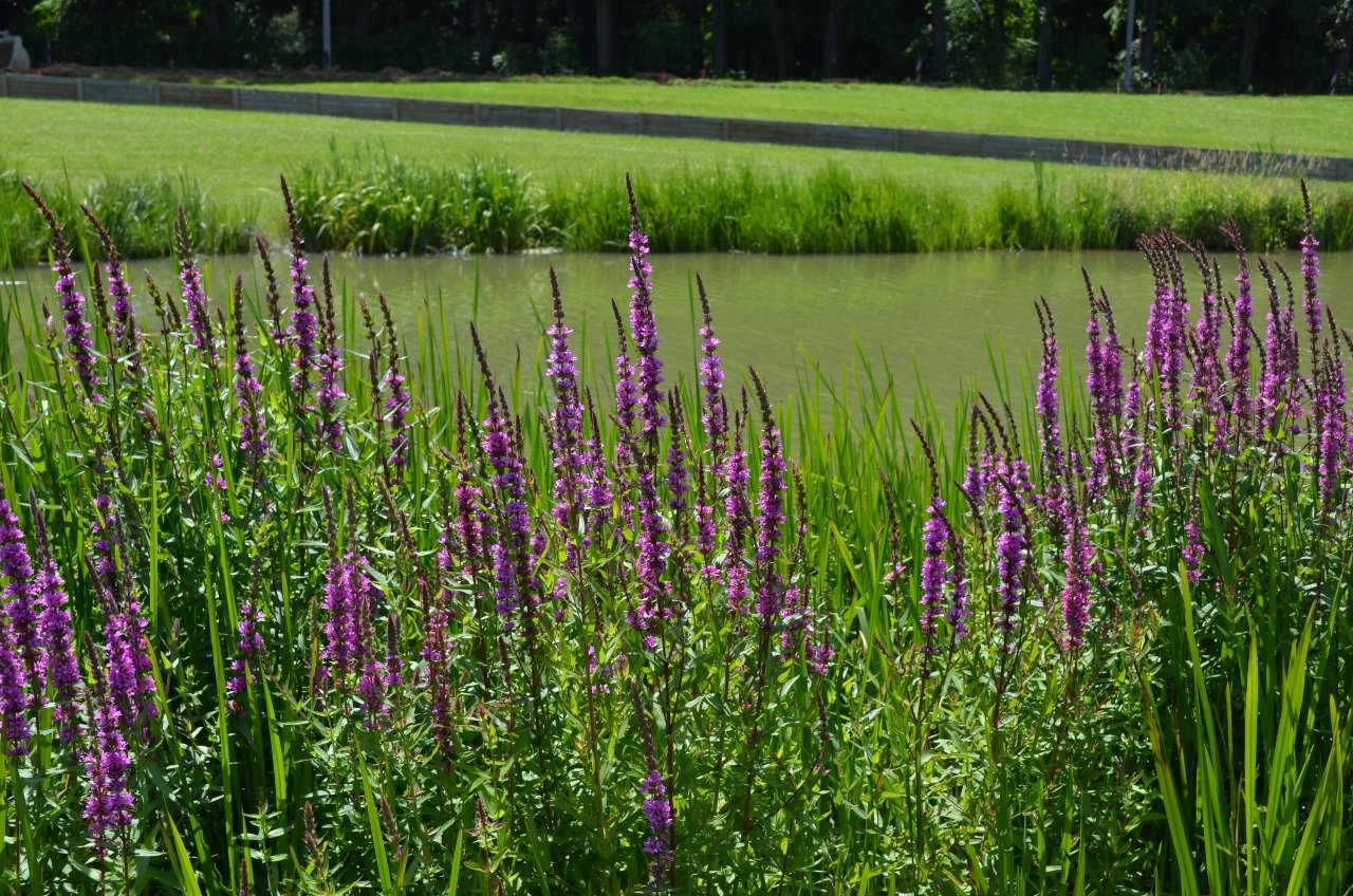 Fonds d'cran Nature Lacs - Etangs 