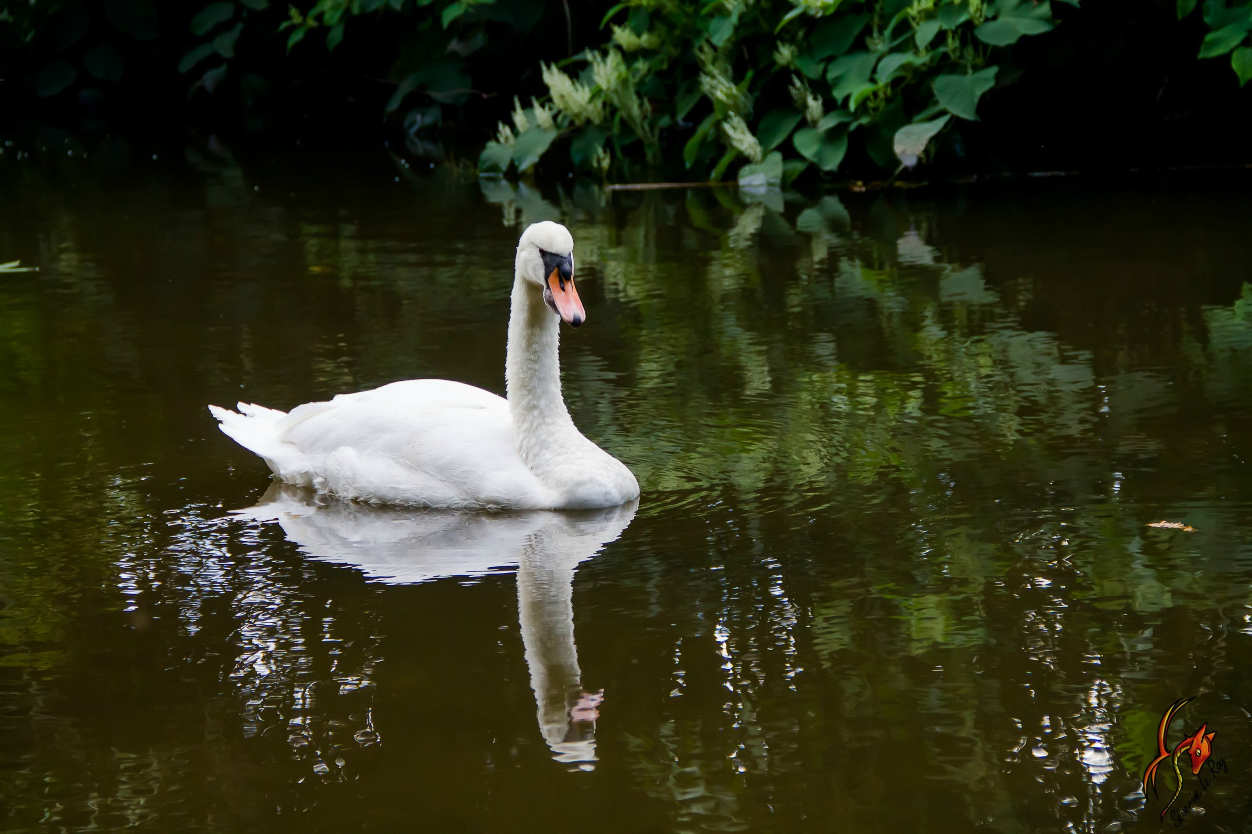 Fonds d'cran Animaux Oiseaux - Cygnes sur le lac