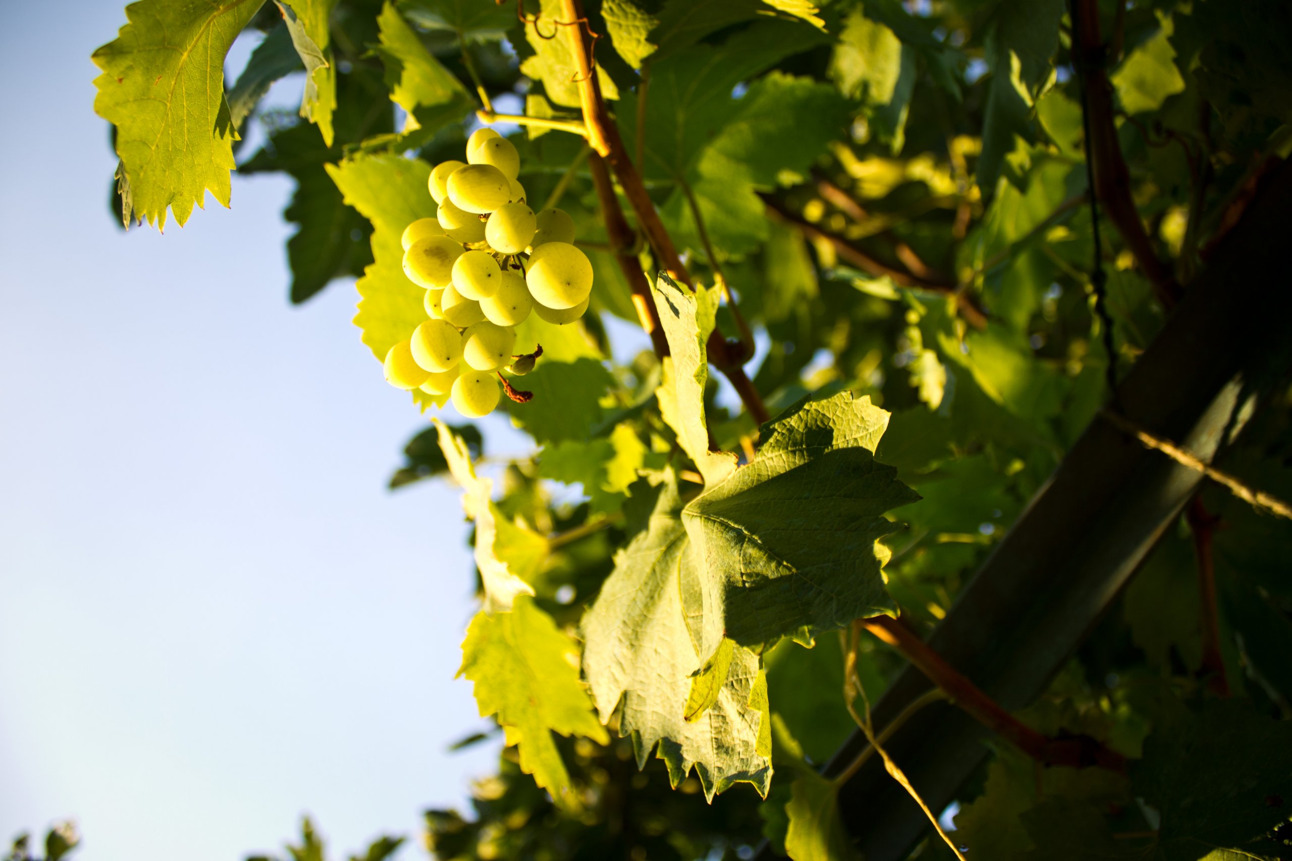 Fonds d'cran Art - Numrique Nature - Arbres, Plantes Jeunes raisins