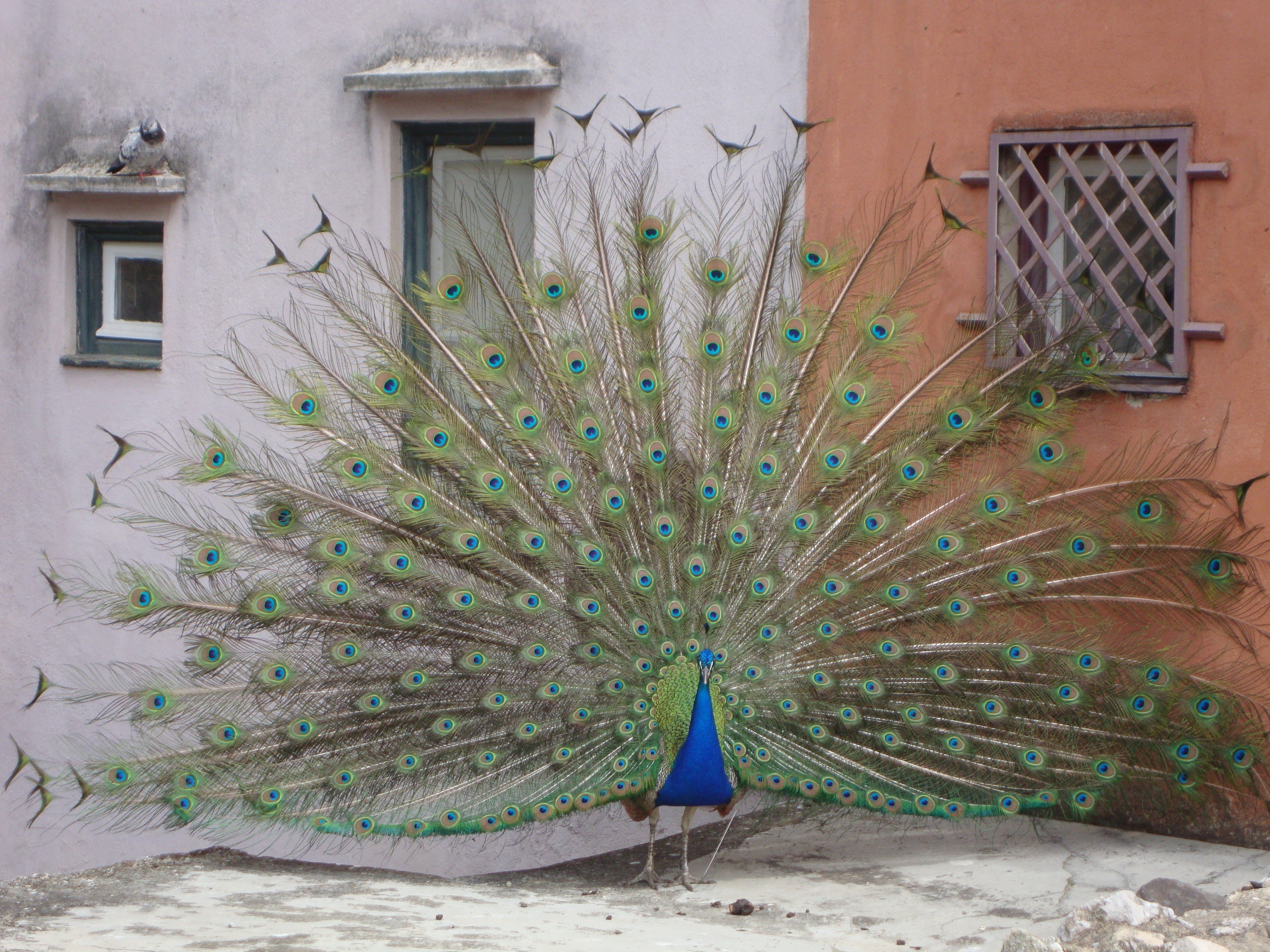 Wallpapers Animals Birds - Peacocks 