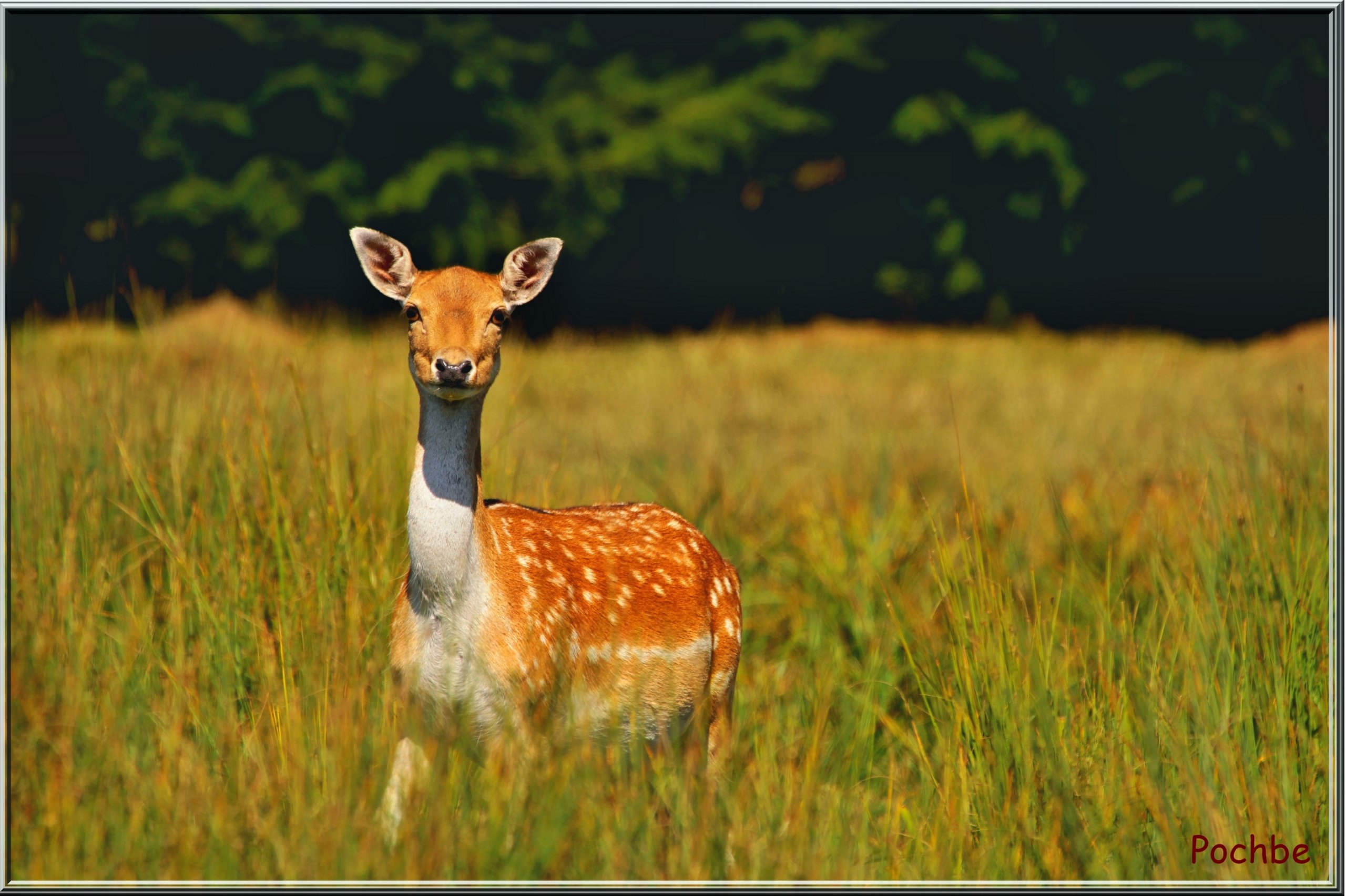 Fonds d'cran Animaux Cervids 