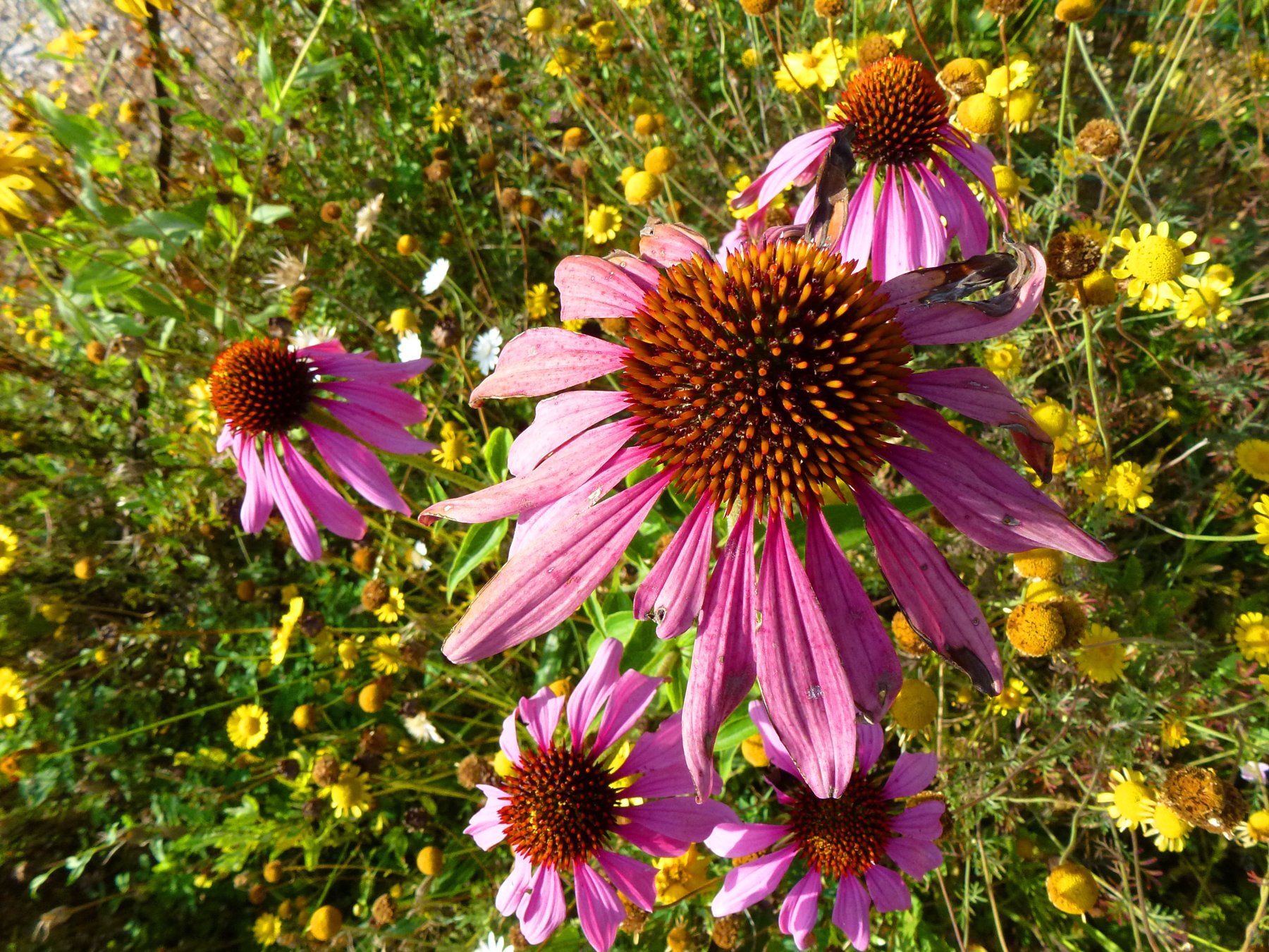 Wallpapers Nature Flowers constellation fleurie