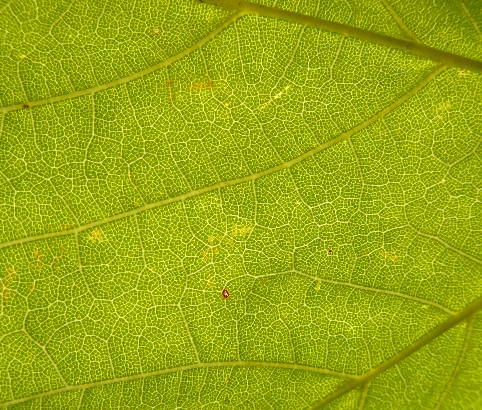 Fonds d'cran Nature Feuilles - Feuillages chlorophylle