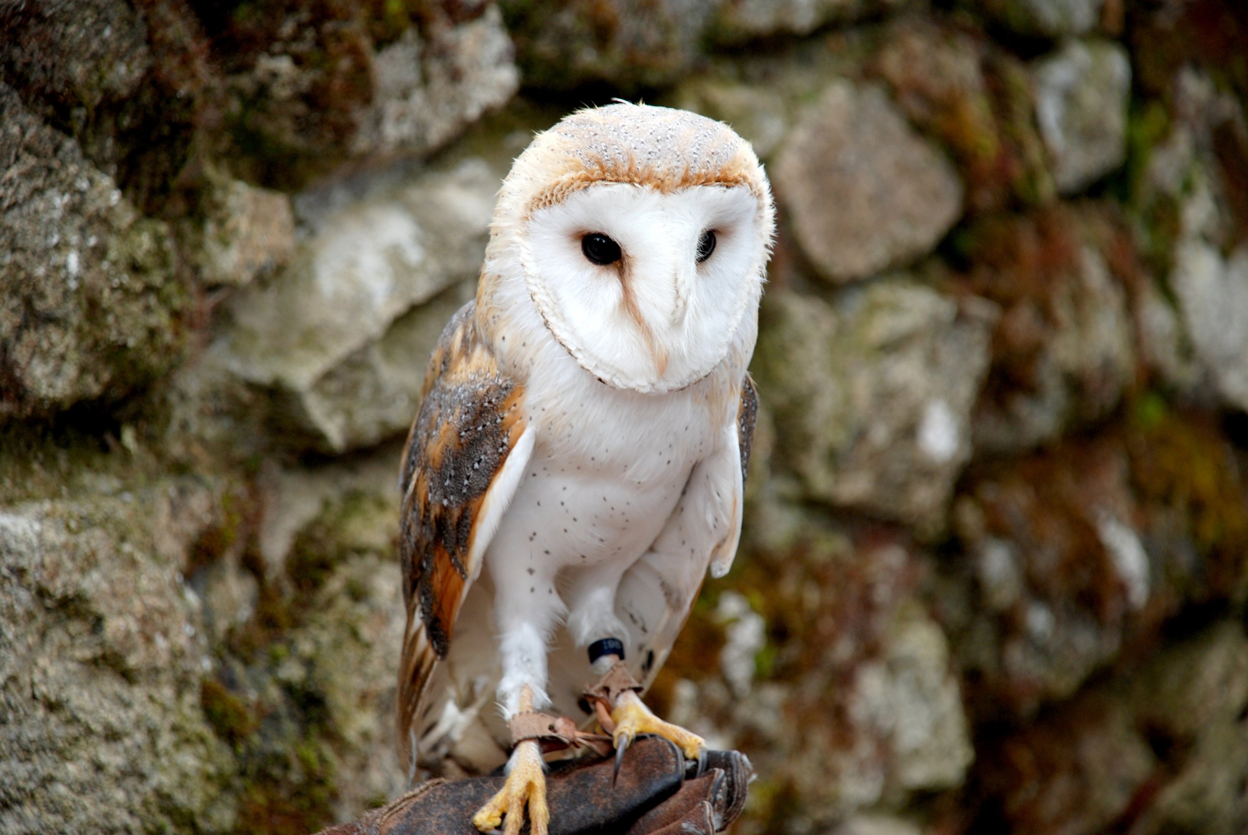 Fonds d'cran Animaux Oiseaux - Hiboux et Chouettes En vol ... o pas !