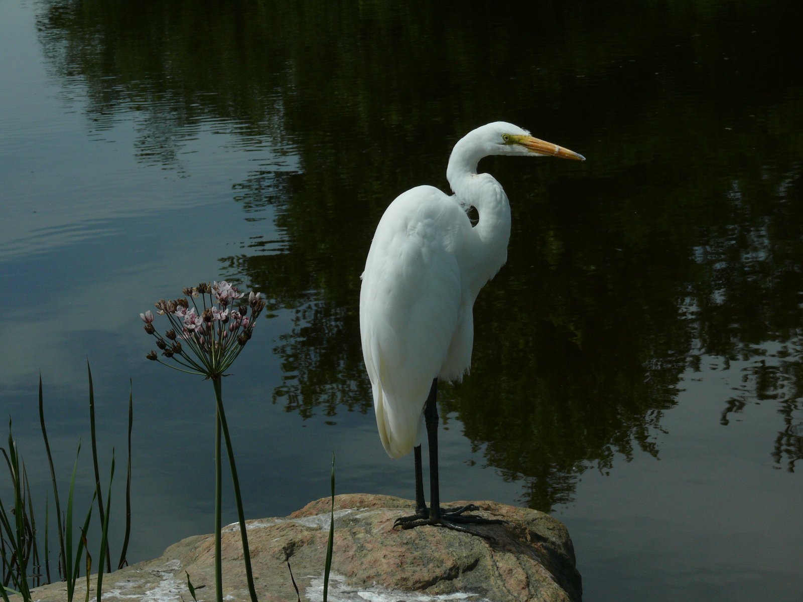 Fonds d'cran Animaux Oiseaux - Aigrettes Aigrette blanche