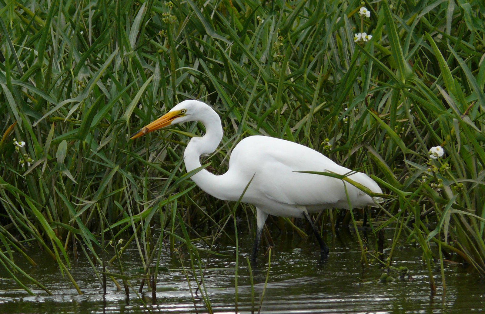 Wallpapers Animals Birds - Egrets Aigrette blanche