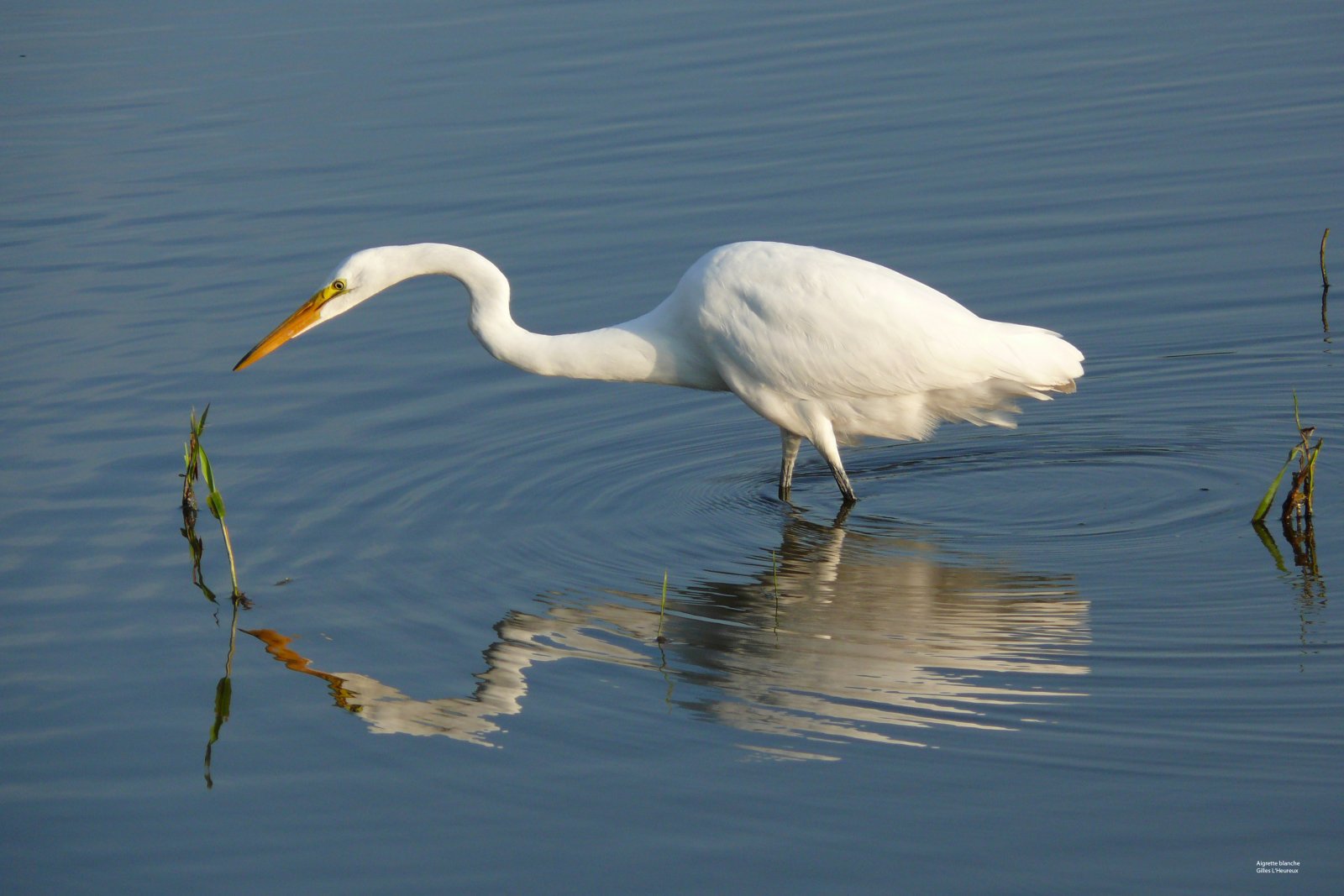 Wallpapers Animals Birds - Egrets Aigrette blanche