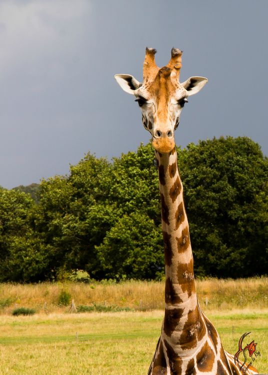 Wallpapers Animals Giraffes Fophie la girafe