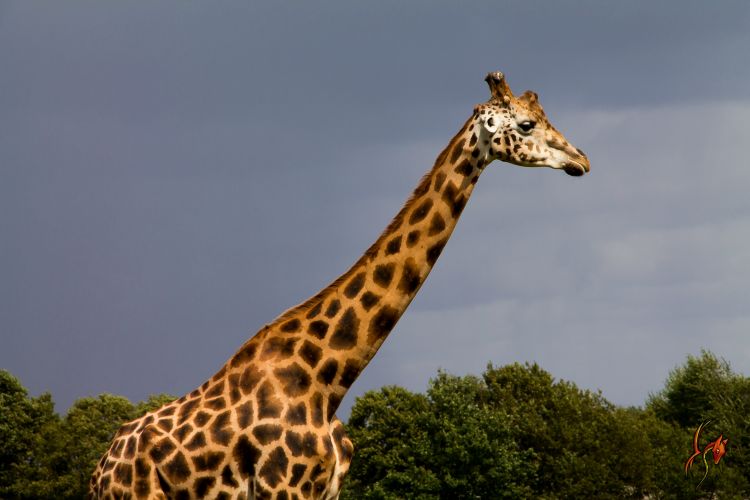 Wallpapers Animals Giraffes Fophie la girafe