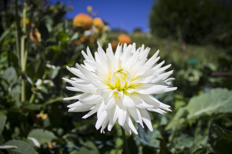 Fonds d'cran Art - Numrique Nature - Fleurs Tour au jardin