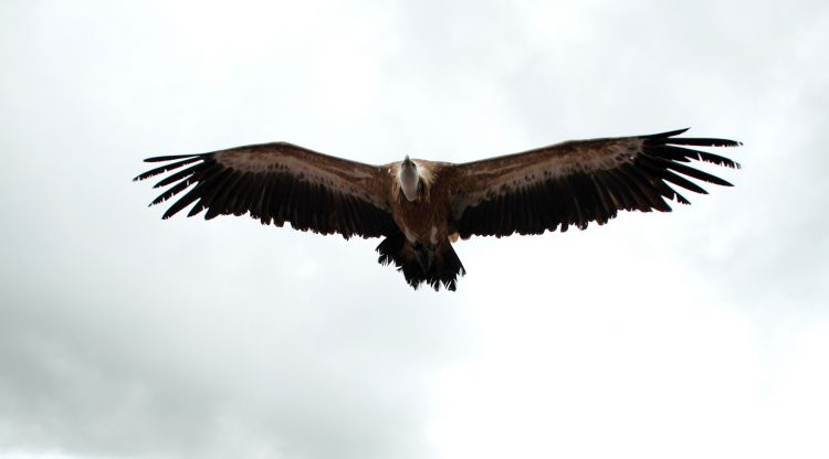 Fonds d'cran Animaux Oiseaux - Vautours En vol ... o pas !