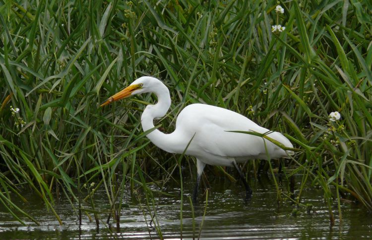 Fonds d'cran Animaux Oiseaux - Aigrettes Aigrette blanche