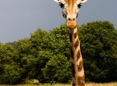  Animaux Fophie la girafe