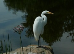  Animaux Aigrette blanche