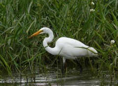  Animaux Aigrette blanche